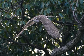 Sun, 1/8/2023 Birding report at 万代池