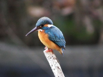 Common Kingfisher 横浜市 Sun, 1/8/2023