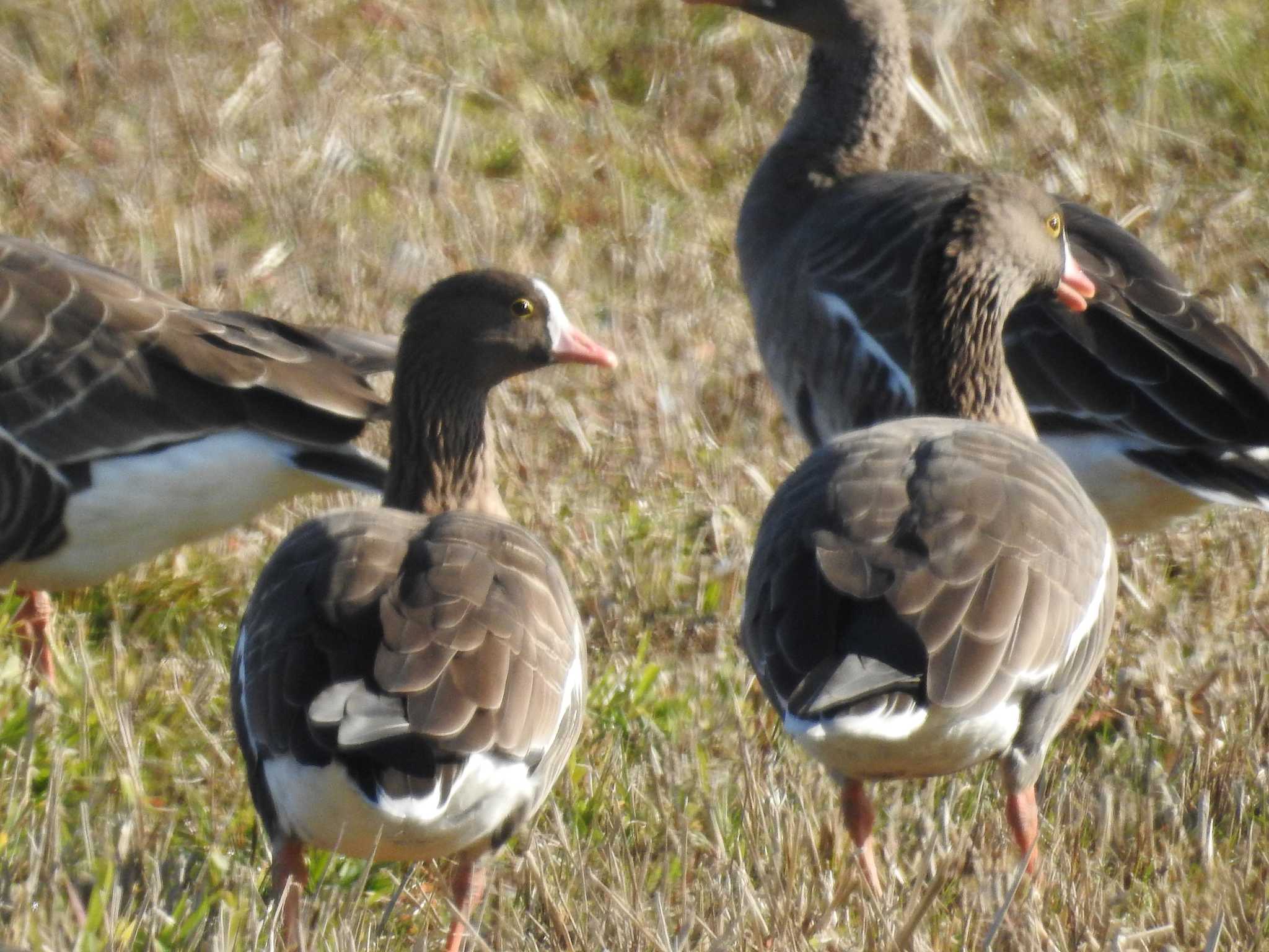 Photo of Lesser White-fronted Goose at 宮城県 by つきお