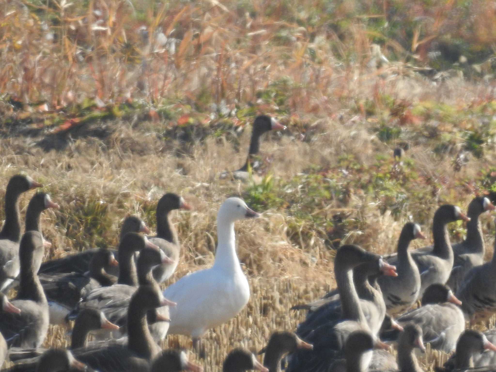 宮城県 ハクガンの写真 by つきお