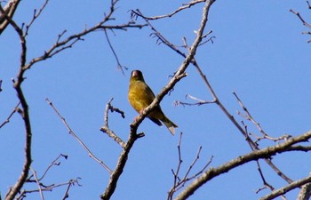 カワラヒワ 場所が不明 2018年3月26日(月)