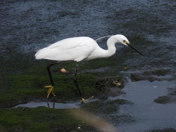 コサギ 東京港野鳥公園 2022年6月19日(日)