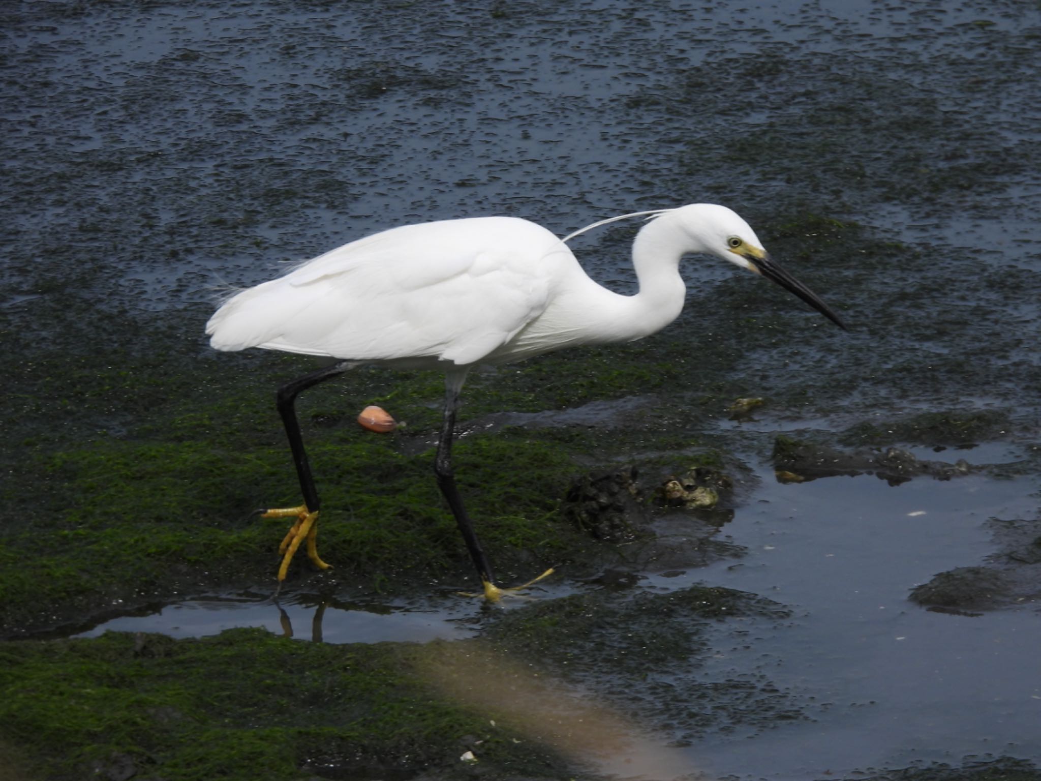 東京港野鳥公園 コサギの写真 by くー