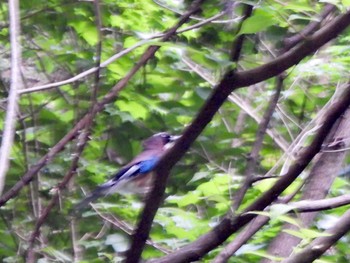 2022年6月2日(木) 檜原都民の森の野鳥観察記録