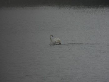 2022年6月16日(木) 牛久沼の野鳥観察記録