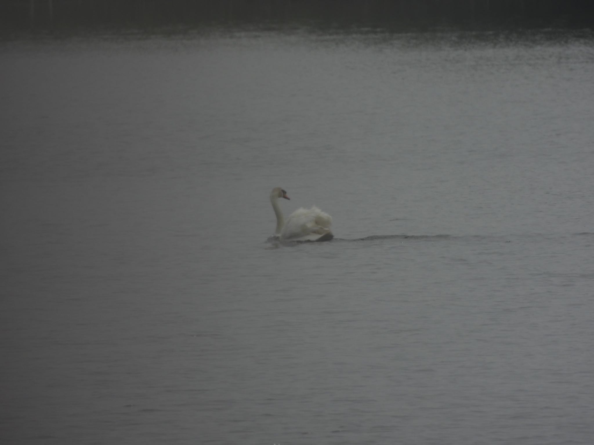 Mute Swan