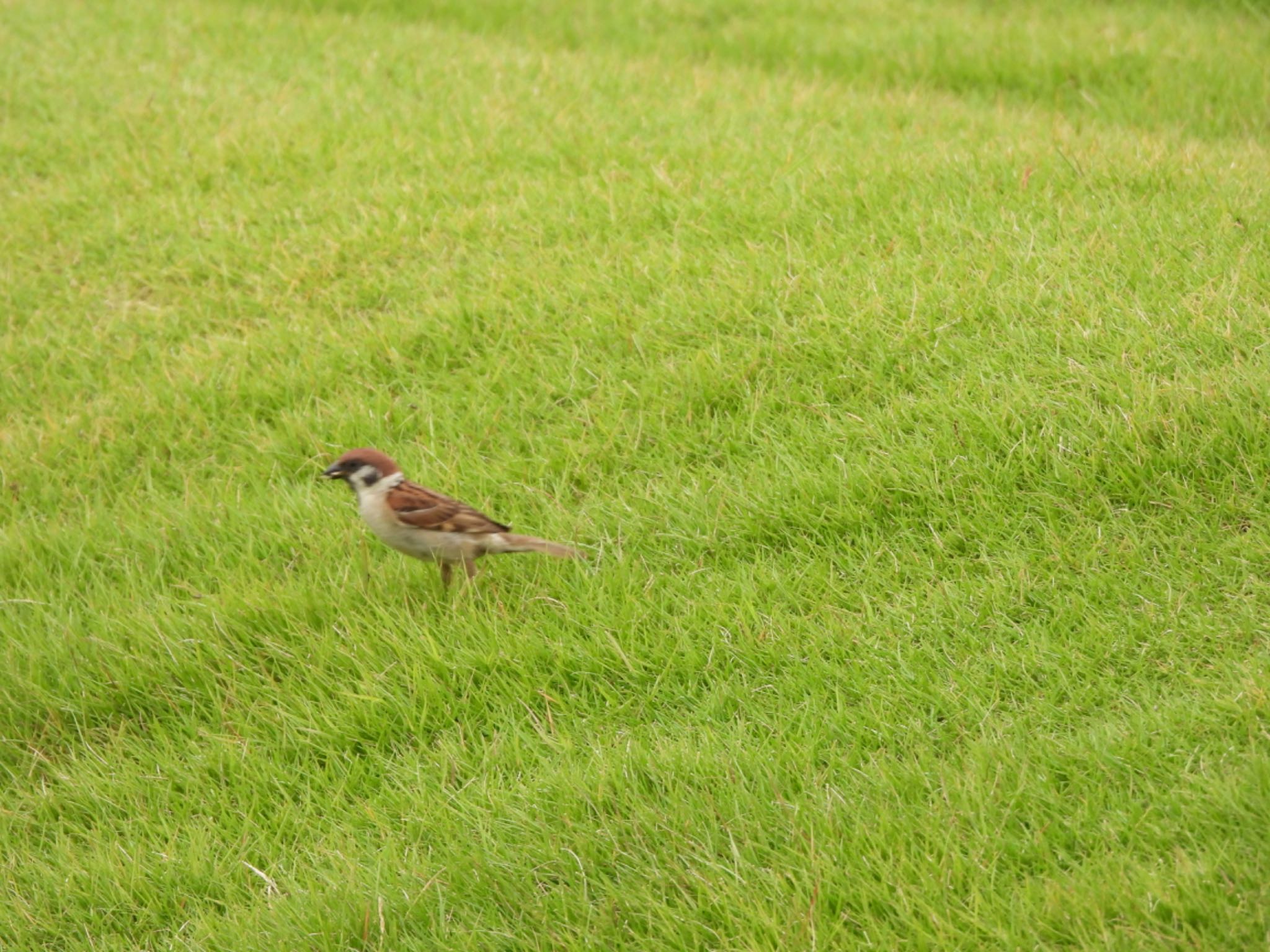 Eurasian Tree Sparrow