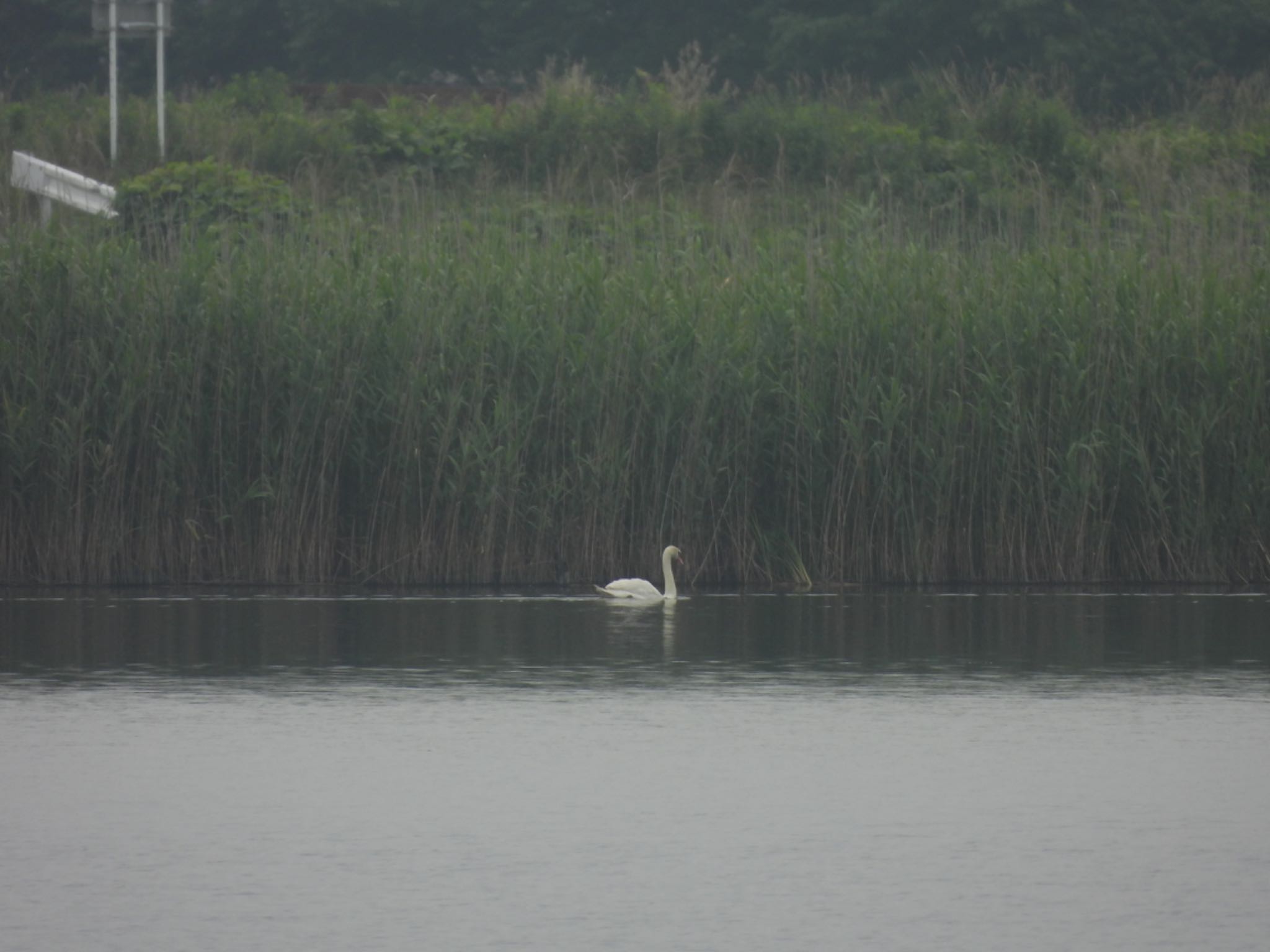 Photo of Mute Swan at 牛久沼 by くー