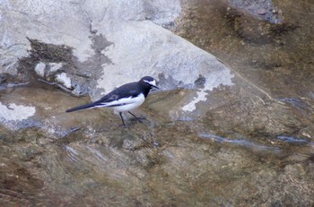 Japanese Wagtail Unknown Spots Sat, 3/10/2018