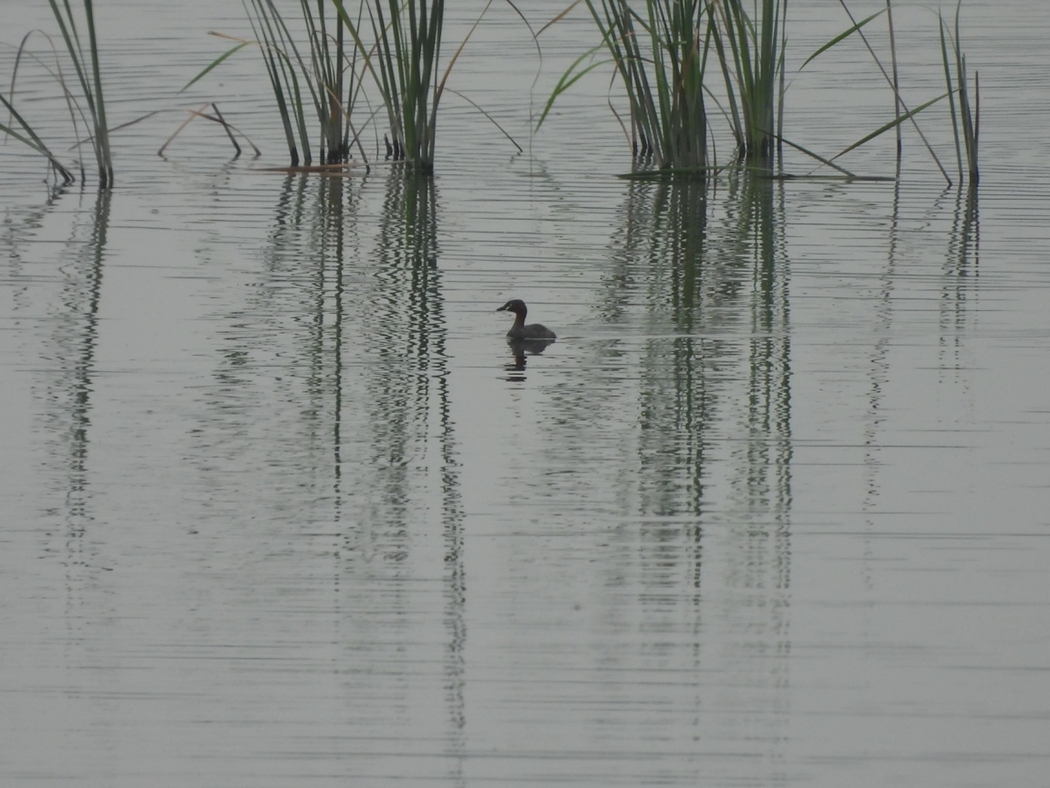 Little Grebe