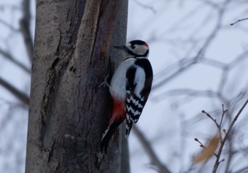 Great Spotted Woodpecker(japonicus) Makomanai Park Sat, 1/7/2023