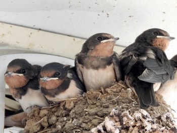 2022年6月2日(木) 奥多摩の野鳥観察記録