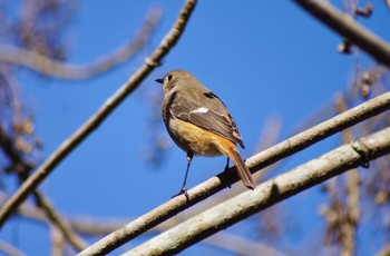 Daurian Redstart Unknown Spots Sat, 3/10/2018