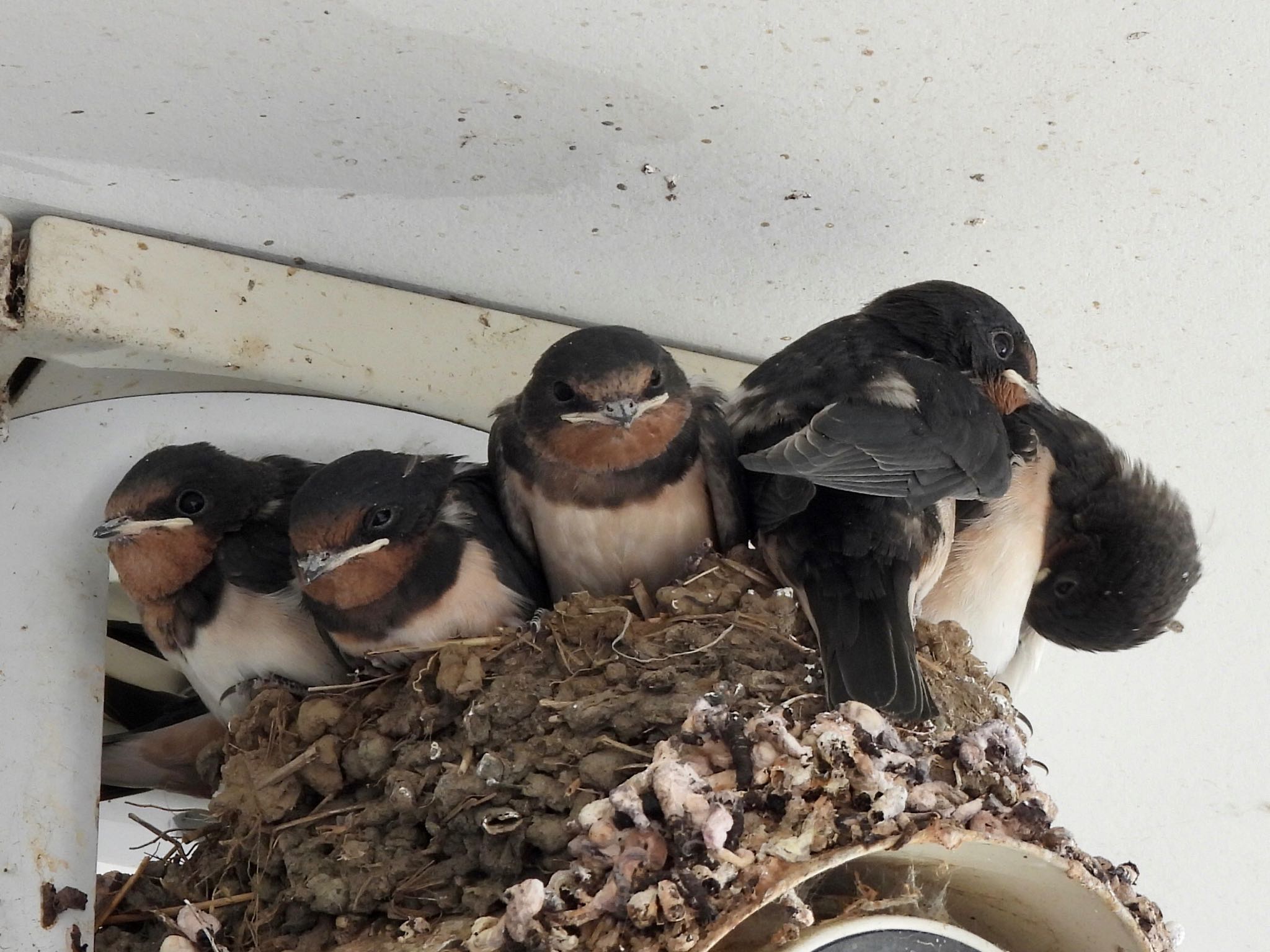 Barn Swallow