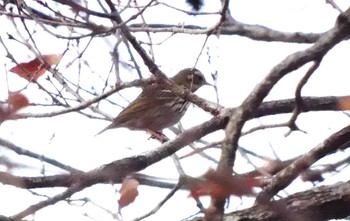 ビンズイ 神代植物公園 2023年1月8日(日)