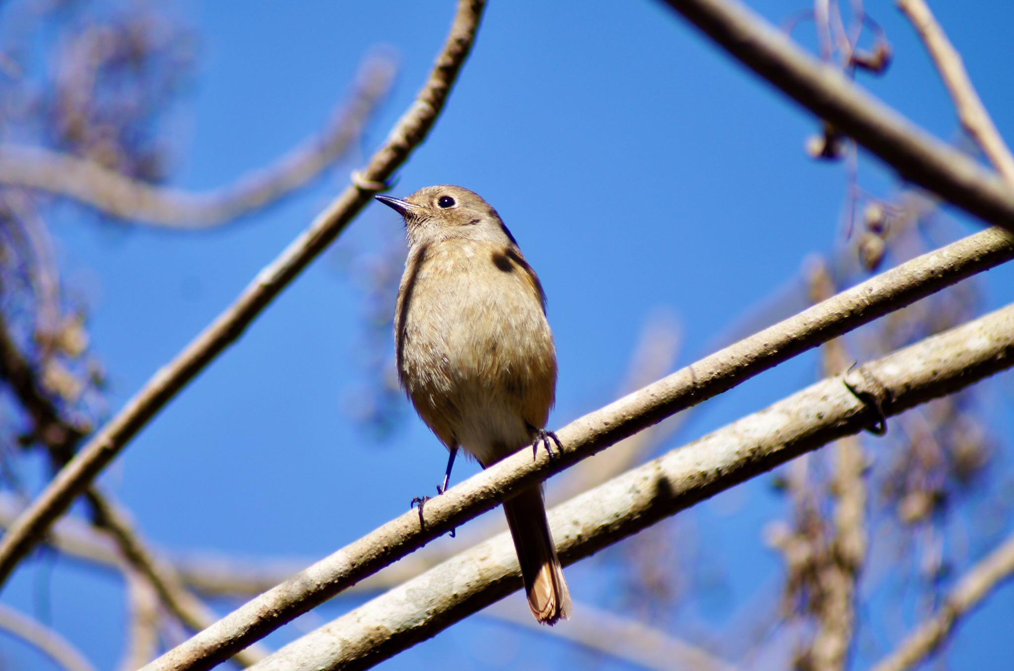 Photo of Daurian Redstart at  by chama taro