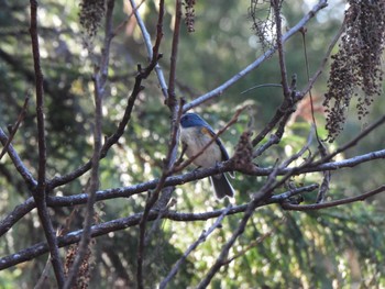 Red-flanked Bluetail Hayatogawa Forest Road Sun, 1/8/2023