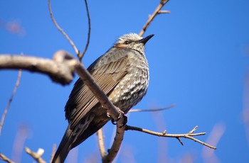 Brown-eared Bulbul Unknown Spots Tue, 3/6/2018