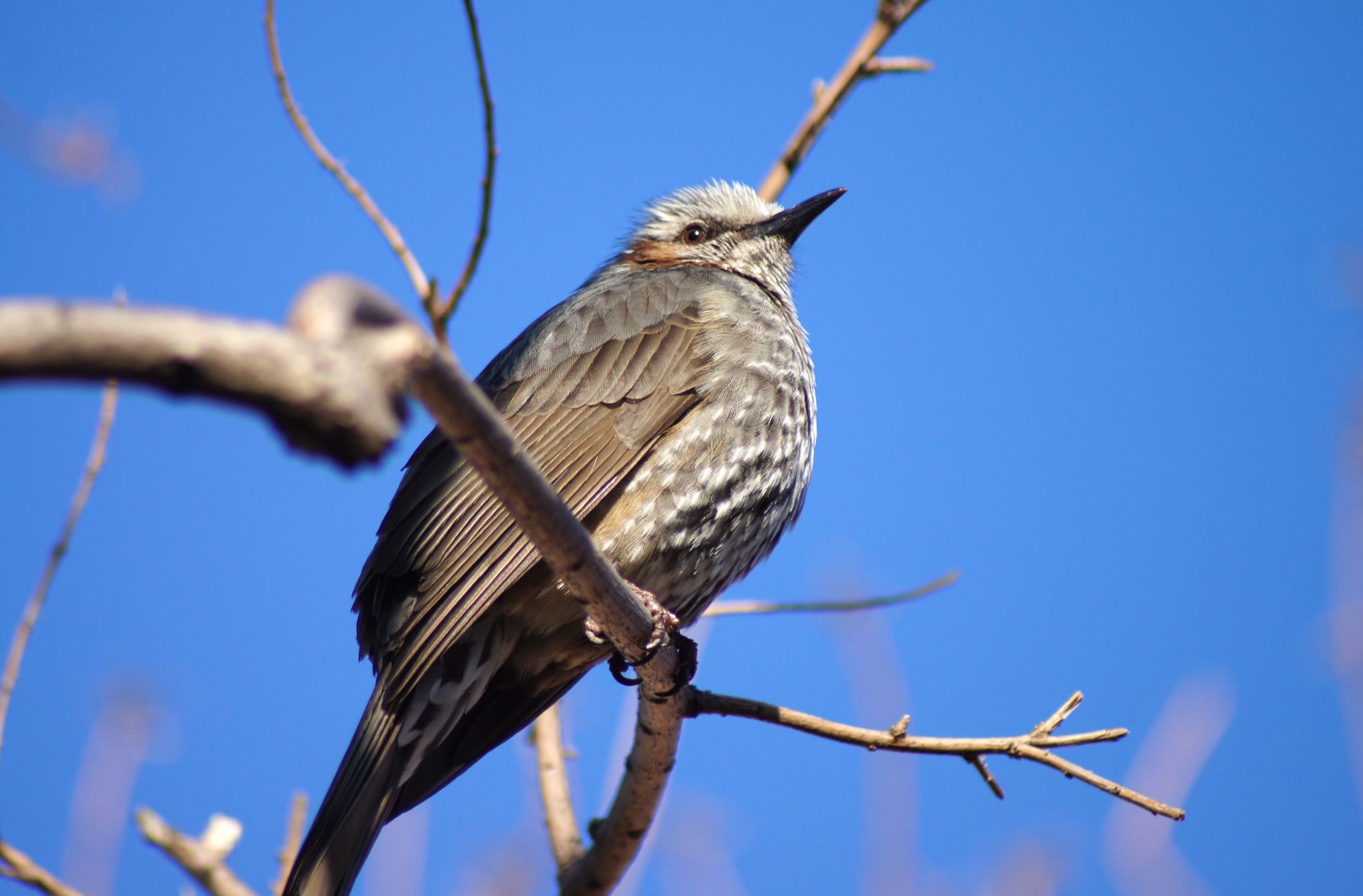 Photo of Brown-eared Bulbul at  by chama taro