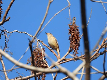 Daurian Redstart Hayatogawa Forest Road Sun, 1/8/2023