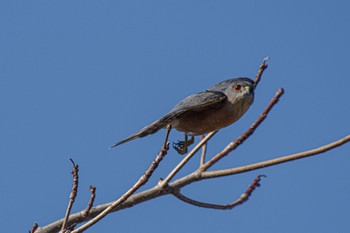 Sun, 1/8/2023 Birding report at 都立青山霊園