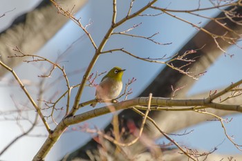 Warbling White-eye 檜町公園(東京ミッドタウン) Sun, 1/8/2023