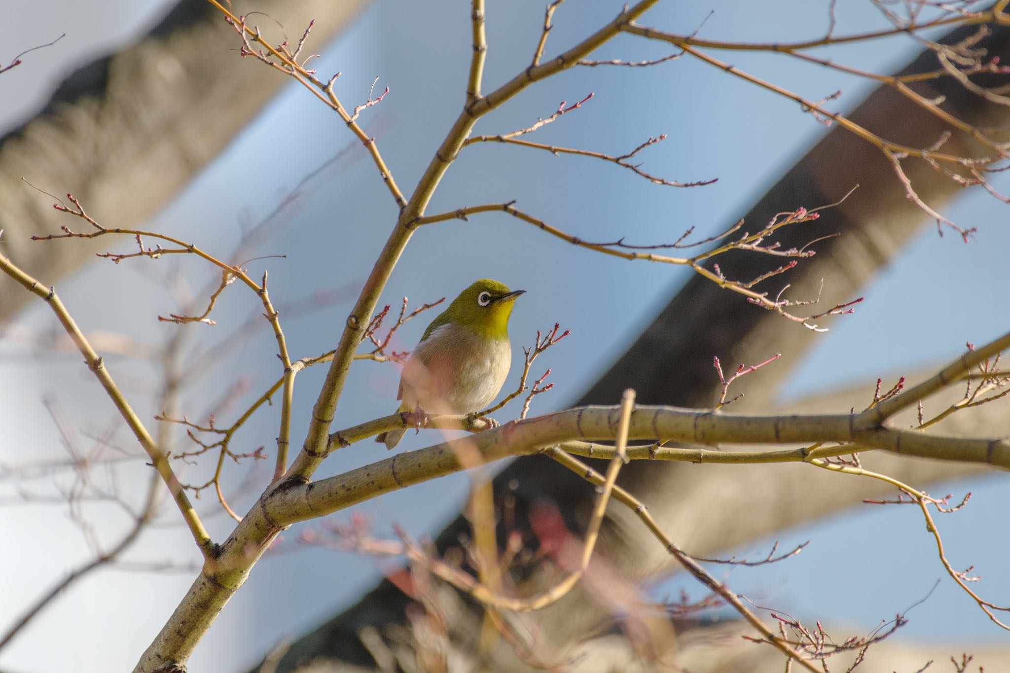 檜町公園(東京ミッドタウン) メジロの写真 by Marco Birds