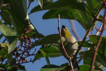 Warbling White-eye 都立青山霊園 Sun, 1/8/2023