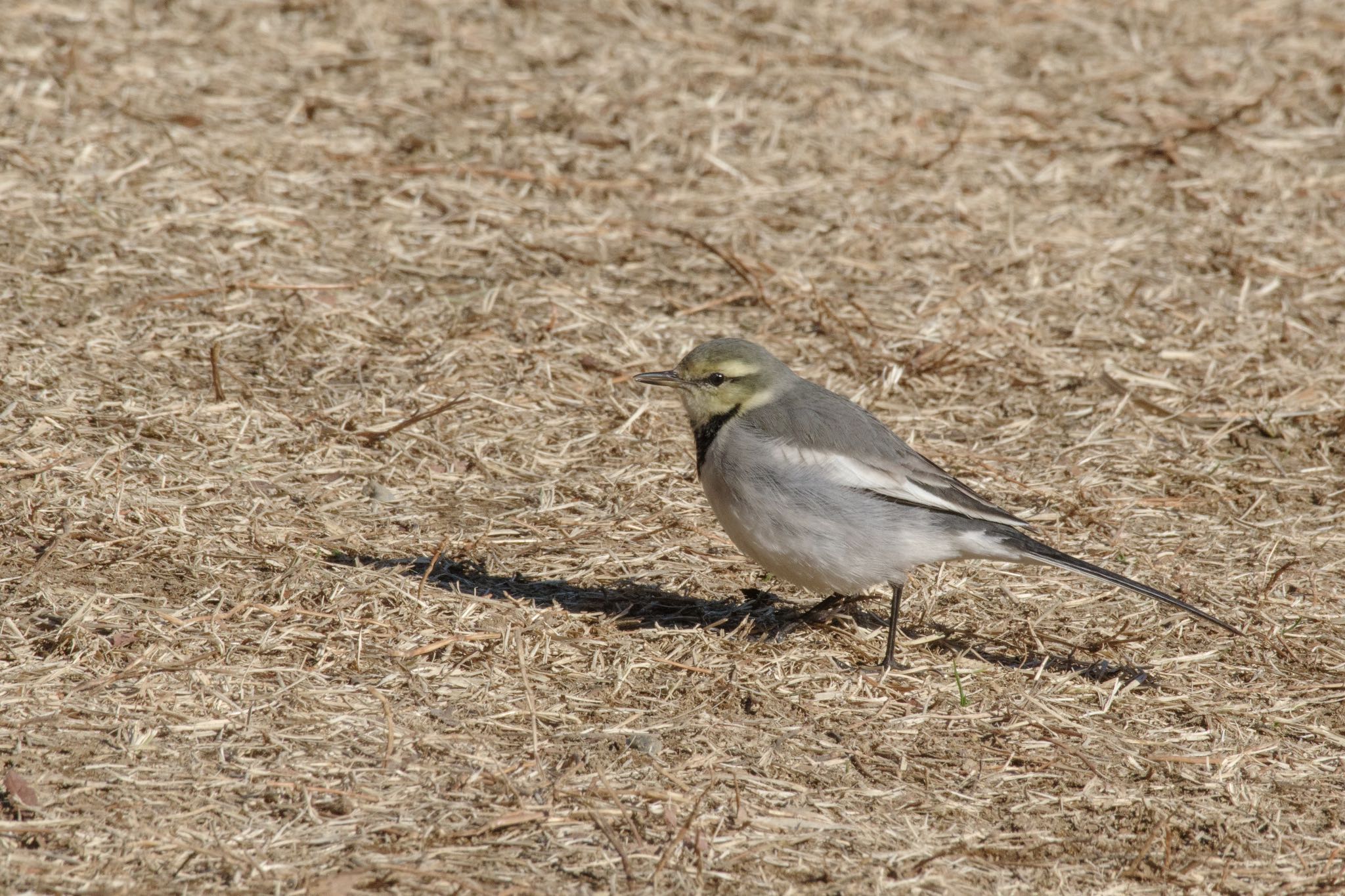 Photo of White Wagtail at 檜町公園(東京ミッドタウン) by Marco Birds