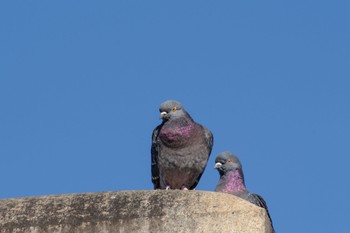 Rock Dove 都立青山霊園 Sun, 1/8/2023