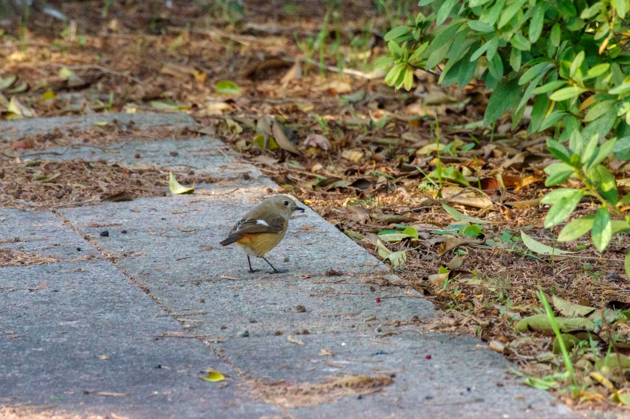 Photo of Daurian Redstart at 都立青山霊園 by Marco Birds