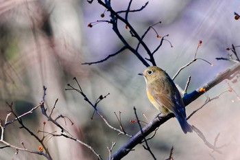 Red-flanked Bluetail 武田の杜 Sun, 1/8/2023