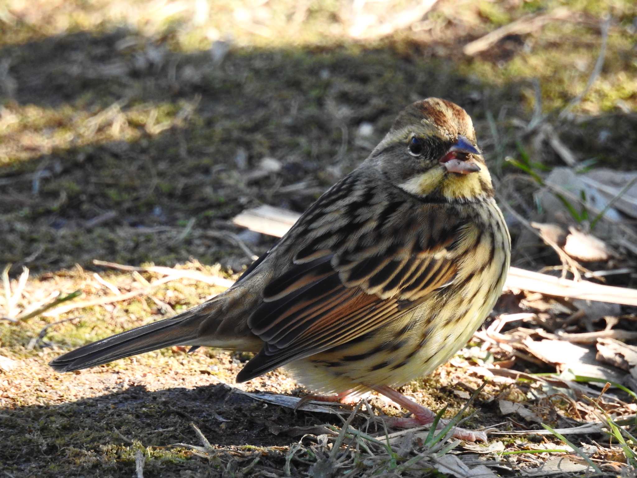 北本自然観察公園 アオジの写真 by ウタさんぽ