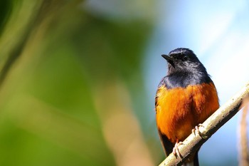 アカハラシキチョウ 台北植物園 2017年5月7日(日)