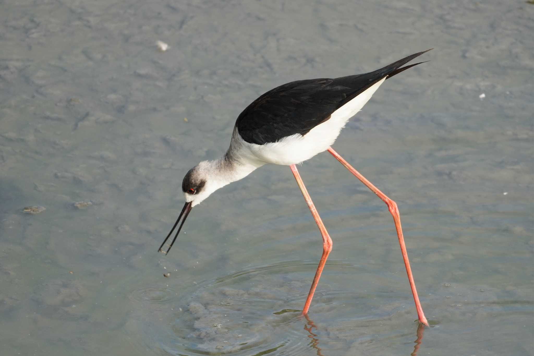 Black-winged Stilt