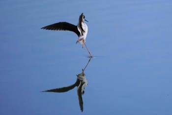 2023年1月4日(水) 与根の三角池の野鳥観察記録