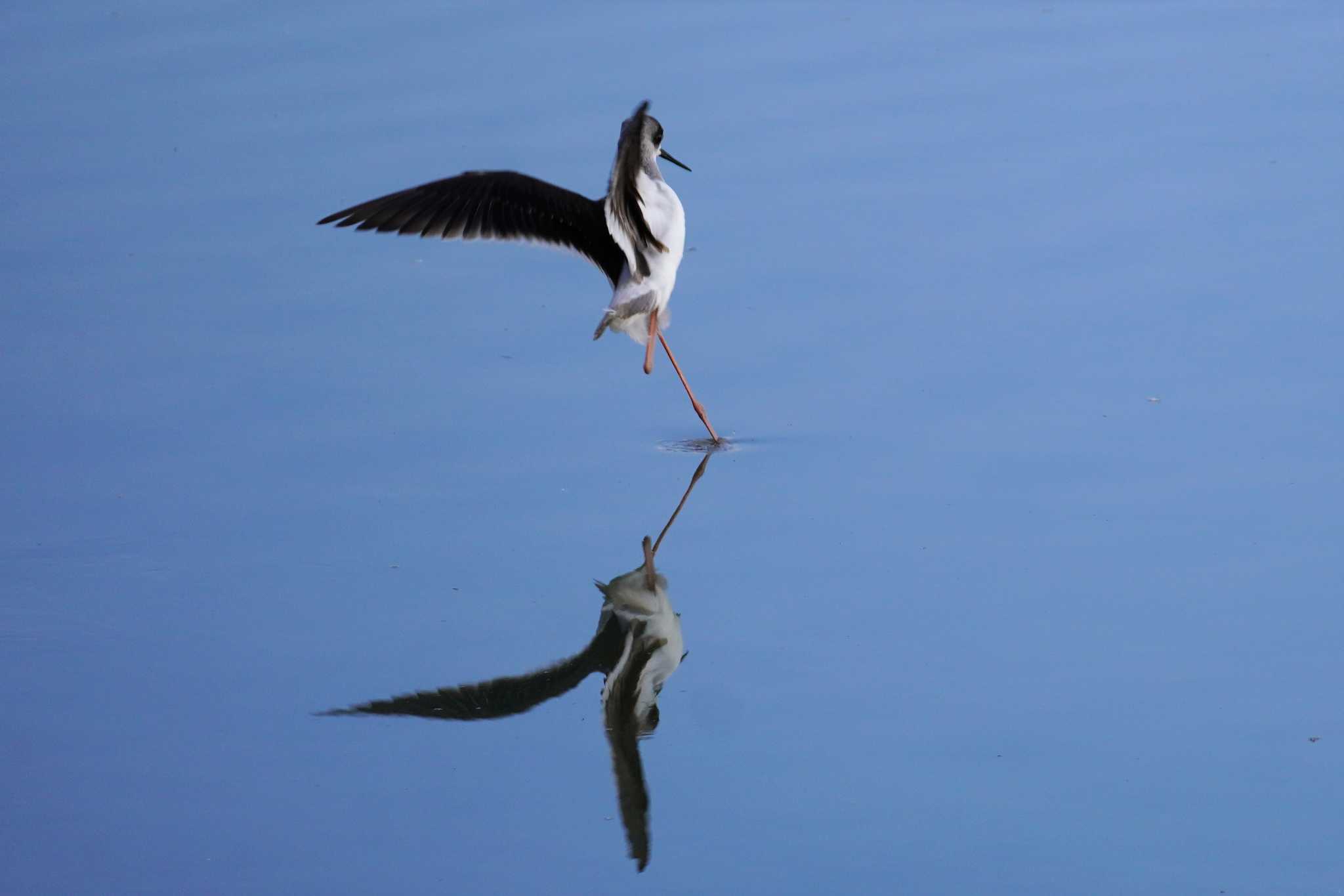 Black-winged Stilt