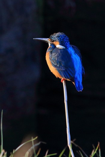 Common Kingfisher 埼玉県 Sun, 1/14/2018