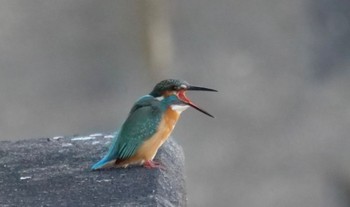 Common Kingfisher 静岡市 Sun, 1/8/2023