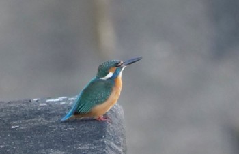 Common Kingfisher 静岡市 Sun, 1/8/2023