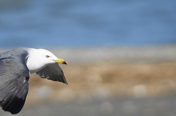 ウミネコ 千葉県 2018年3月25日(日)