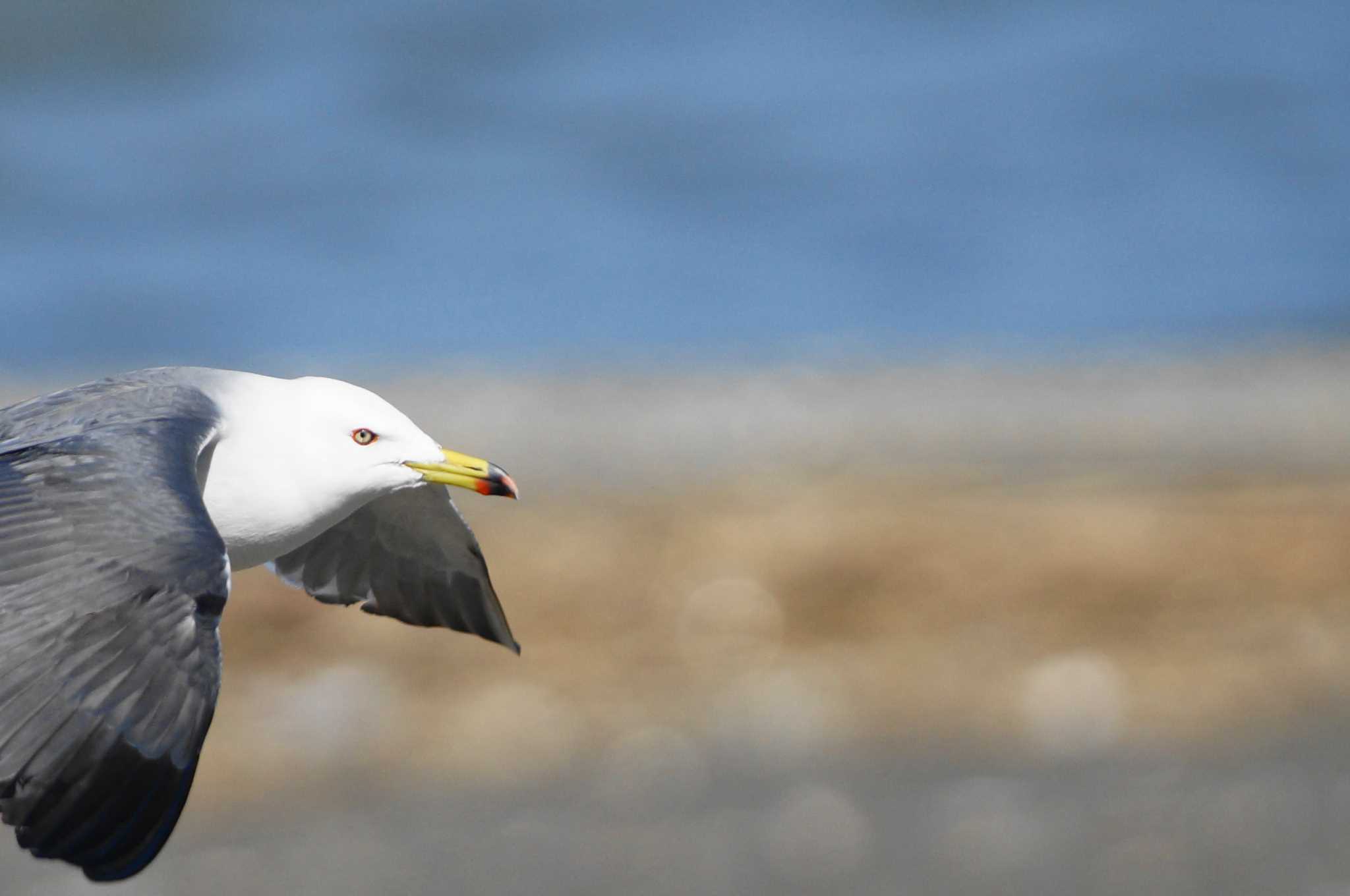 Black-tailed Gull