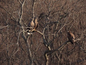 White-tailed Eagle 日高 Sun, 1/8/2023