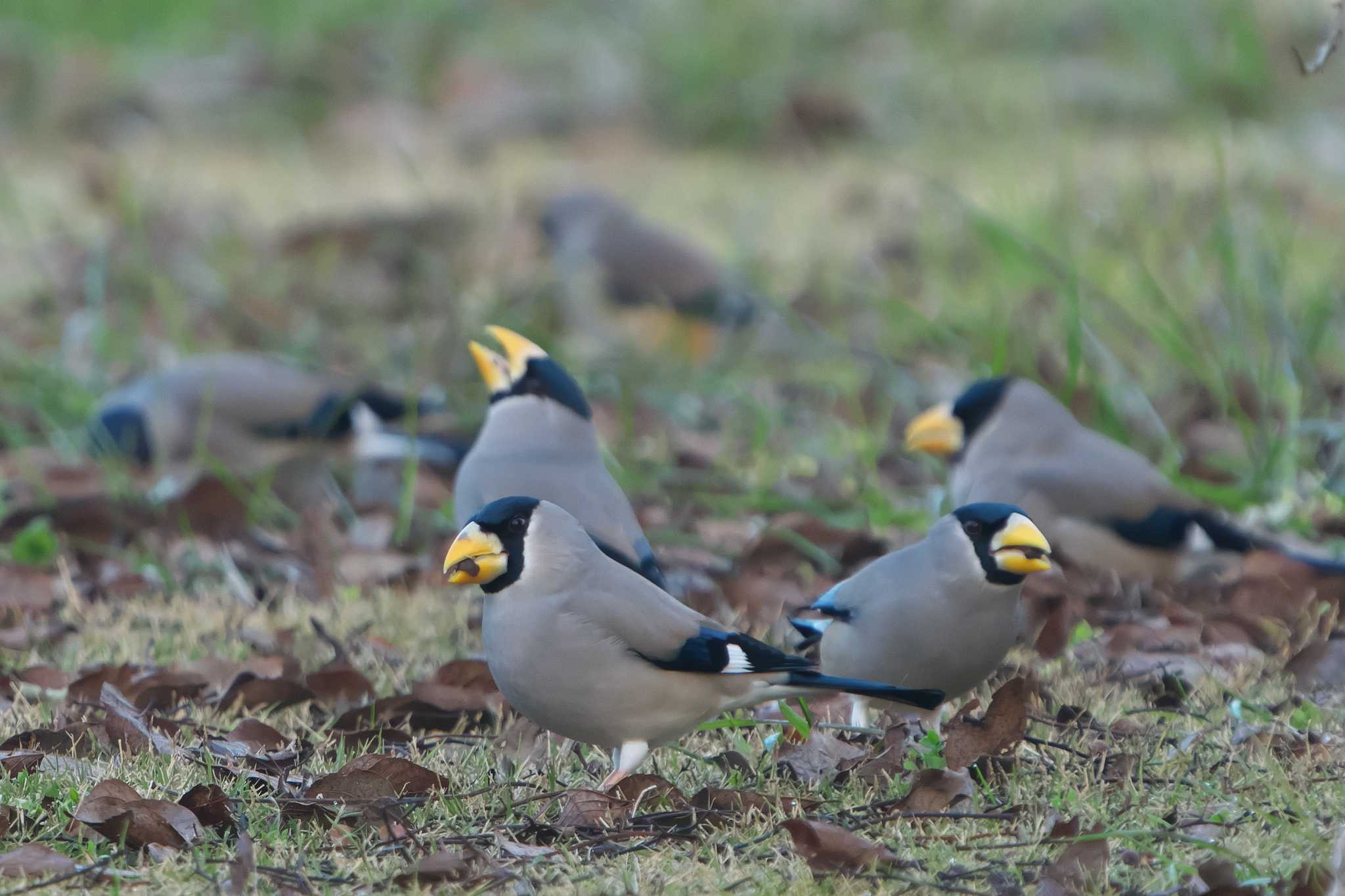 Japanese Grosbeak