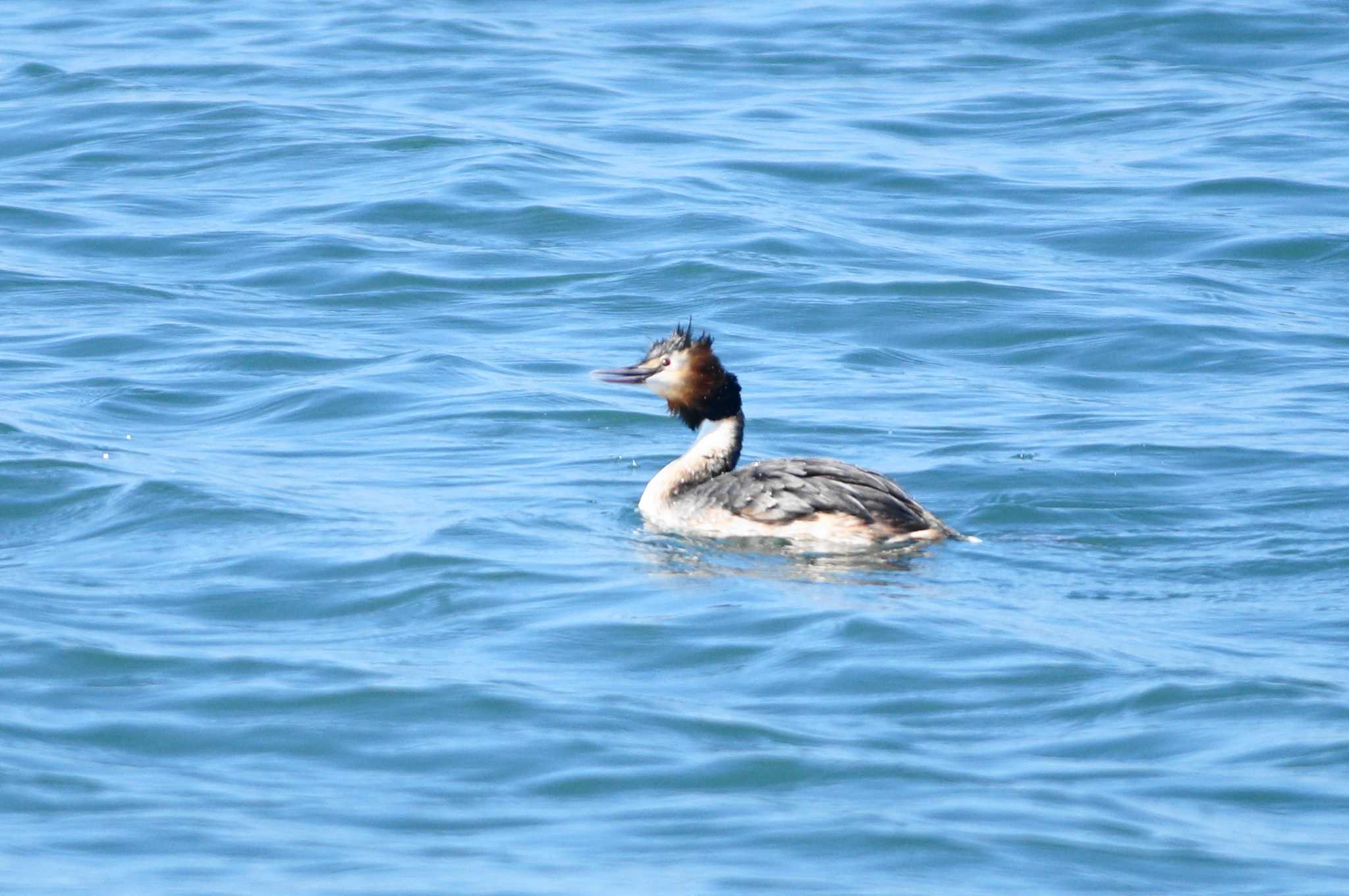 Great Crested Grebe