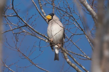 2023年1月2日(月) 人吉市の野鳥観察記録