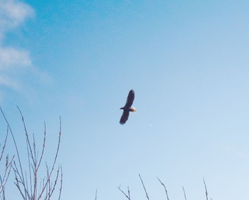 Steller's Sea Eagle 日高 Sun, 1/8/2023