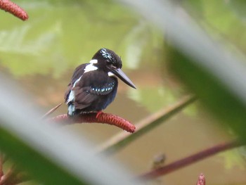 Southern Silvery Kingfisher ミンダナオ島 Mon, 3/19/2018