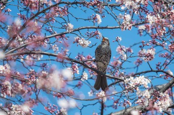 ヒヨドリ 大阪城公園 2018年3月14日(水)