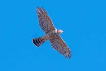 Eurasian Goshawk 静岡県 Sat, 12/31/2022